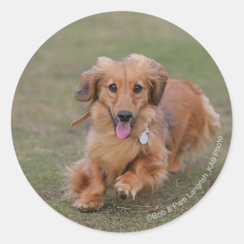 Miniture Dachshund Running Classic Round Sticker