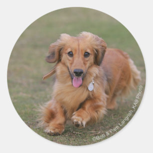 Miniture Dachshund Running Classic Round Sticker