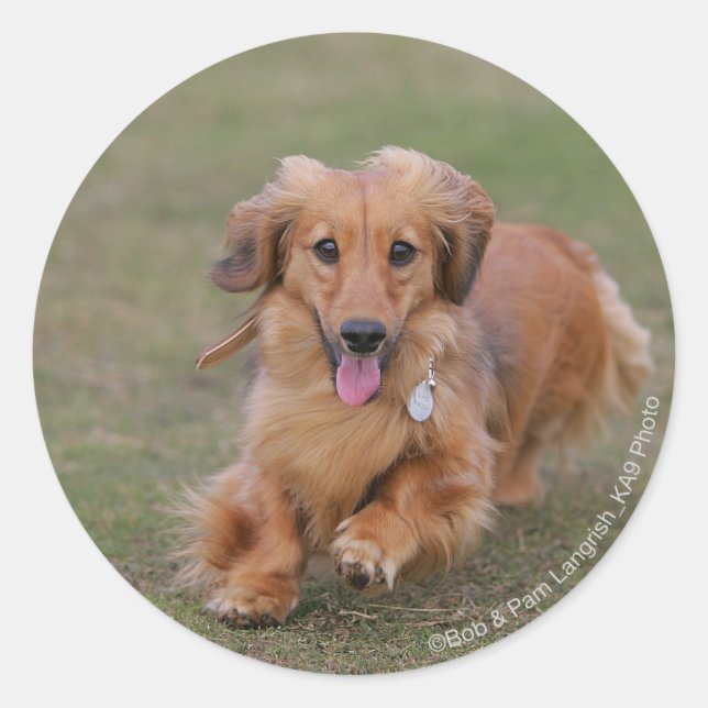 Miniture Dachshund Running Classic Round Sticker (Front)