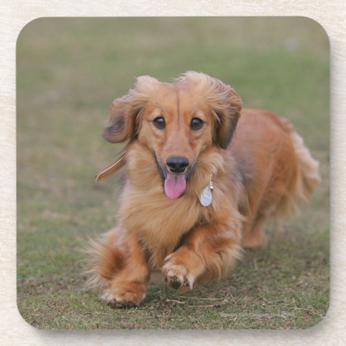 Miniture Dachshund Running Drink Coaster