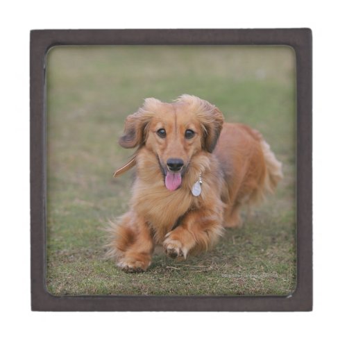 Miniture Dachshund Running Keepsake Box