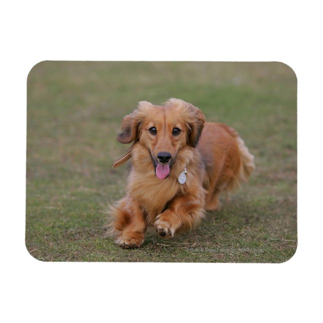 Miniture Dachshund Running Magnet (Horizontal)