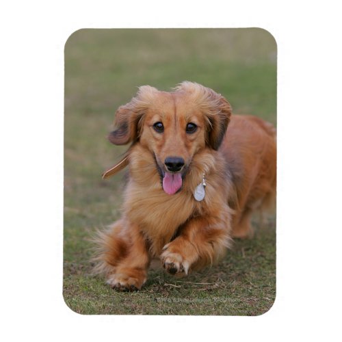 Miniture Dachshund Running Magnet