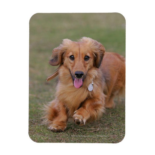 Miniture Dachshund Running Magnet (Vertical)