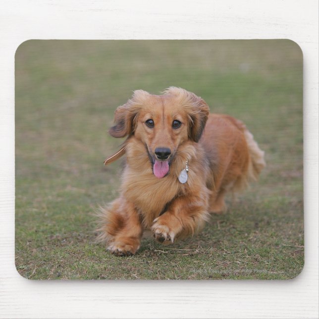 Miniture Dachshund Running Mouse Pad (Front)