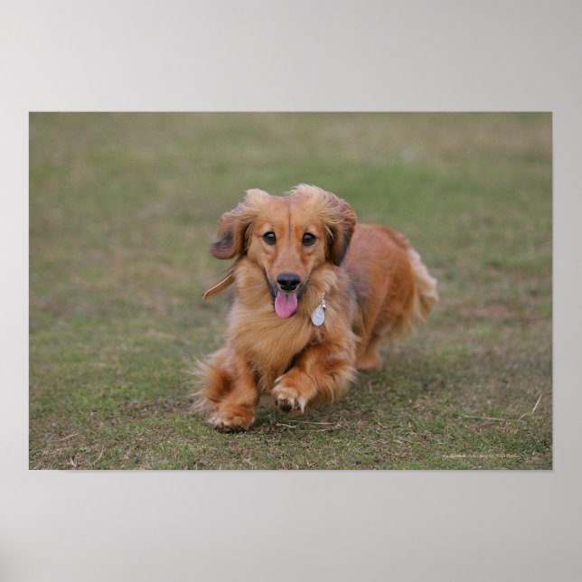 Miniture Dachshund Running Poster (Front)