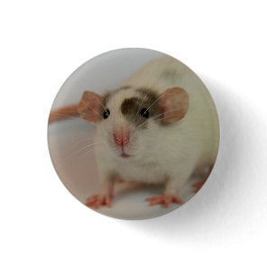 Mink dumbo Rat Button