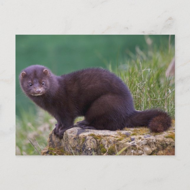 Mink Postcard (Front)
