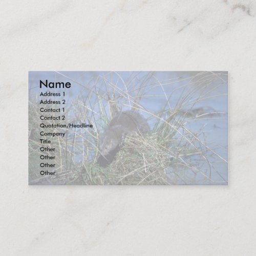 Mink resting on grassy tussock in marsh business card templates