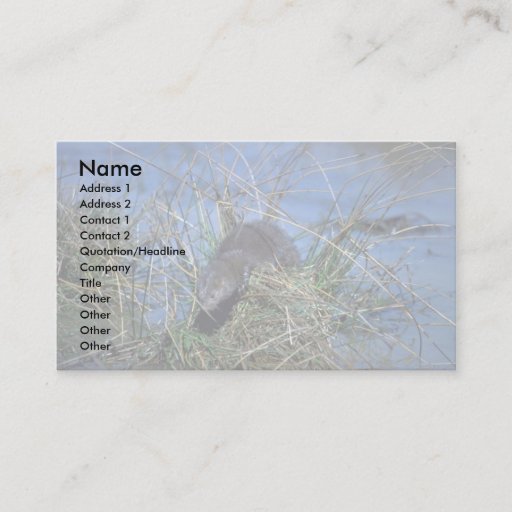 Customizable Mink resting on grassy tussock in marsh business card templates