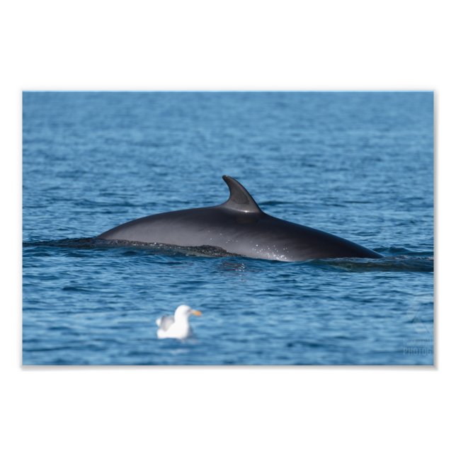 Minke whale and seagull in Northern Norway nature  Photo Print (Front)