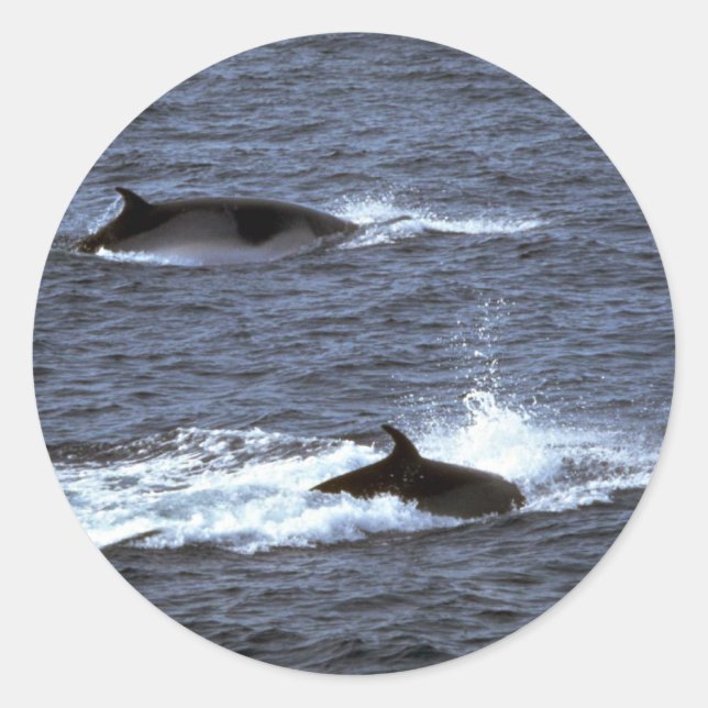 Minke whale classic round sticker (Front)