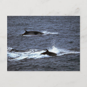 Minke whale postcard