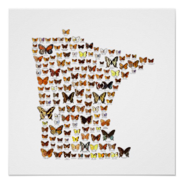 Minnesota Butterflies Poster (Front)