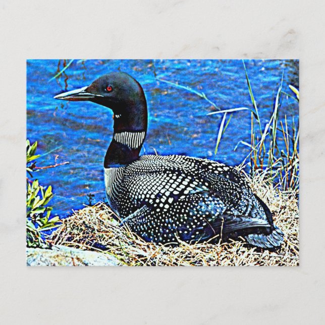 Minnesota Common Loon Postcard (Front)