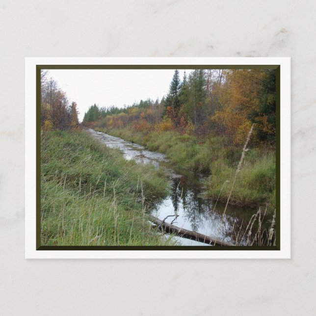 Minnesota Creek/Autumn Postcard (Front)