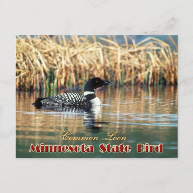 Minnesota State Bird - Common Loon Postcard (Front)
