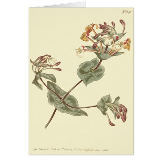 Minorca Honeysuckle Yellow Illustration Cards (Front)