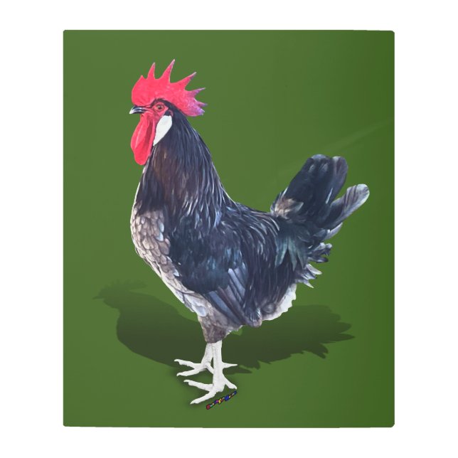 Minorca Rooster Metal Print (Front)