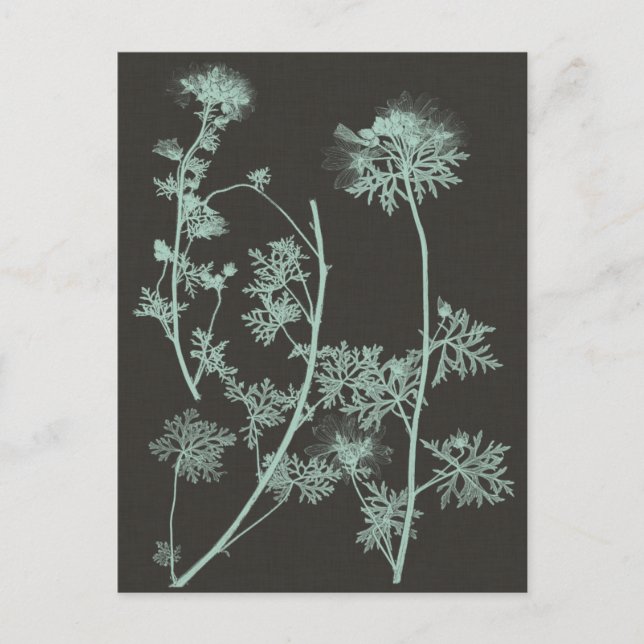 Mint & Charcoal Nature Study IV Postcard (Front)