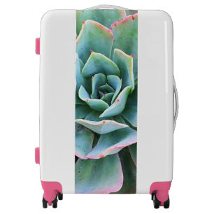 Mint green cactus succulent close-up photo modern luggage