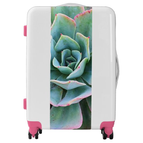 Mint green cactus succulent close_up photo modern luggage