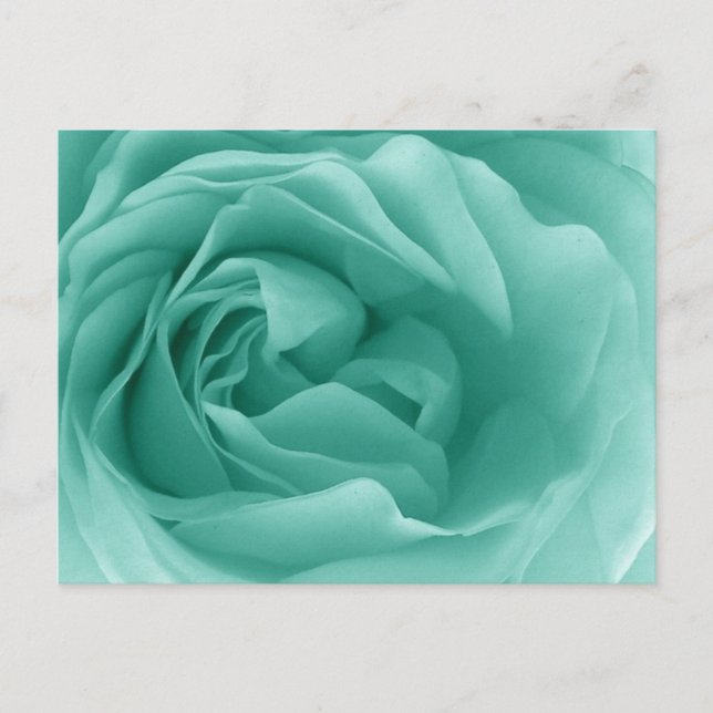 MINT GREEN Close Up of a Frilly Rose Postcard (Front)