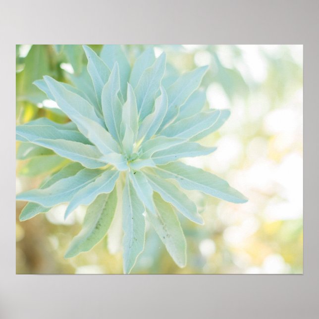 Mint Green Succulent Cactus Flower Nature Fine Art Poster (Front)