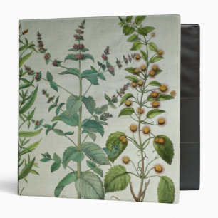 Mint: Mentha crispa Binder