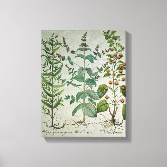 Mint: Mentha crispa Canvas Print (Front)