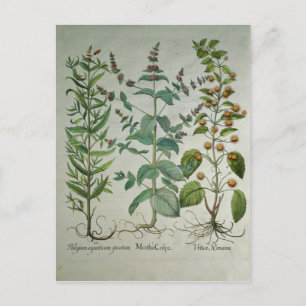 Mint: Mentha crispa Postcard