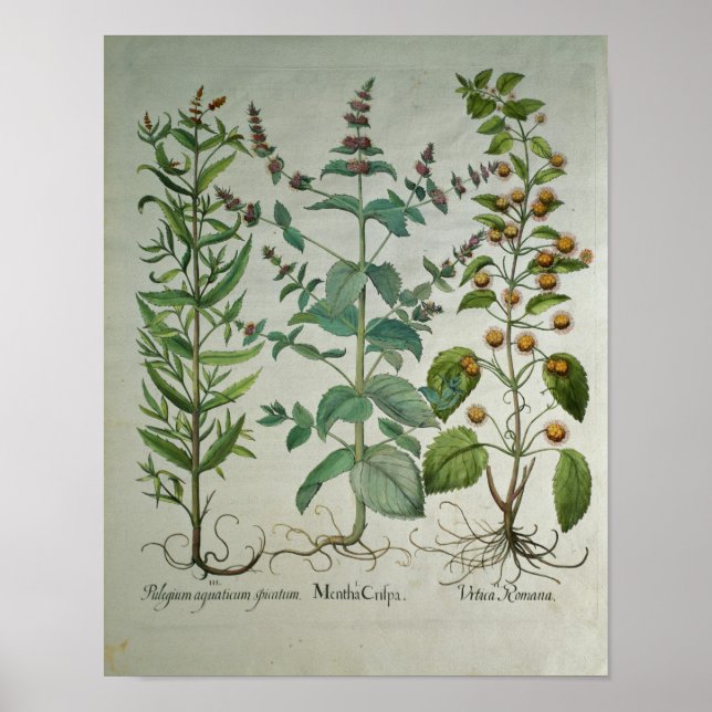 Mint: Mentha crispa Poster (Front)
