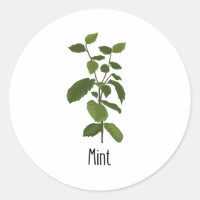 Mint Spices Herb