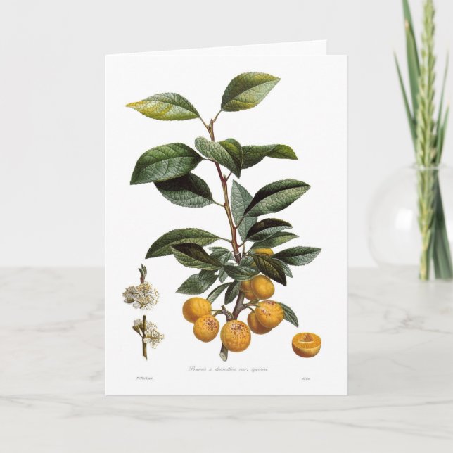 Mirabelle plum (Prunus x domestica var. syriaca) Card (Front)