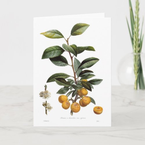 Mirabelle plum Prunus x domestica var syriaca Card