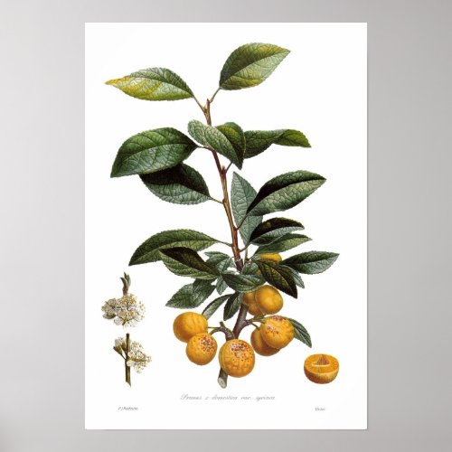 Mirabelle plum Prunus x domestica var syriaca Poster