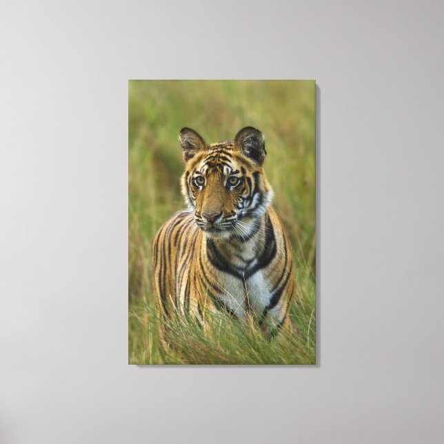 Mirchaini Cub Female Tiger (Bandhavgarh, India) Canvas Print (Front)