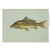 Mirror carp (Front Horizontal)