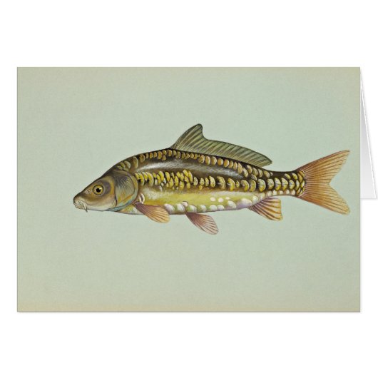 Mirror carp cards (Front Horizontal)