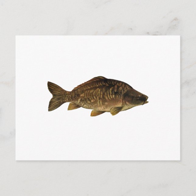 Mirror Carp Postcard (Front)