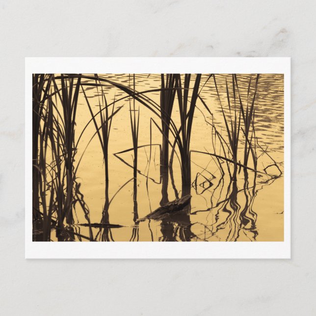 mirror is a liar postcard (Front)