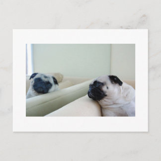 Mirror Pugs Postcard