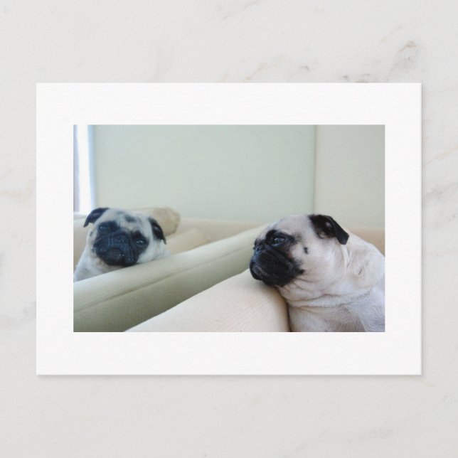 Mirror Pugs Postcard (Front)
