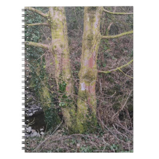 Mirror Trees Notebook