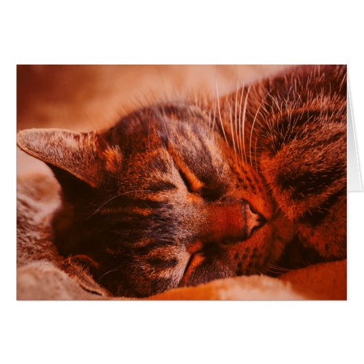 Mischief Free (Front Horizontal)