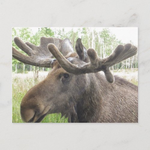 Mischievious Moose Postcard