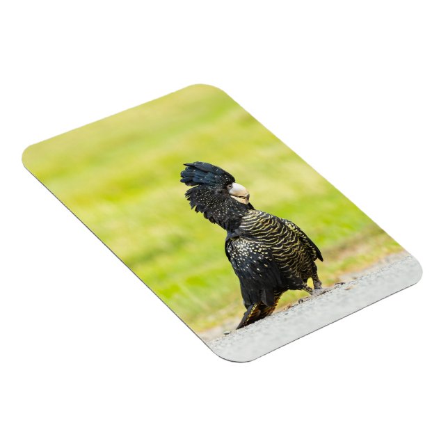 Mischievous Black Cockatoo Portrait Magnet (Right Side)