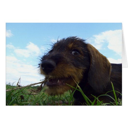 Mischievous Dachshund Puppy Cards (Front Horizontal)