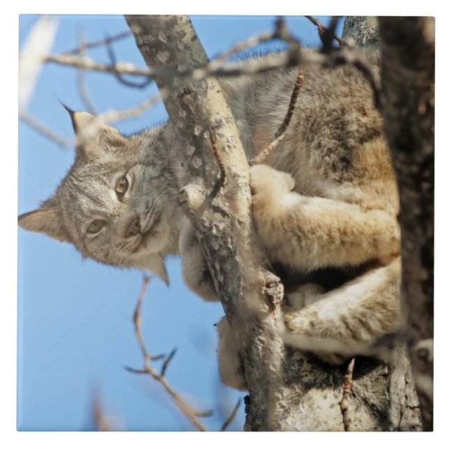 Mischievous Lynx Ceramic Tile (Front)
