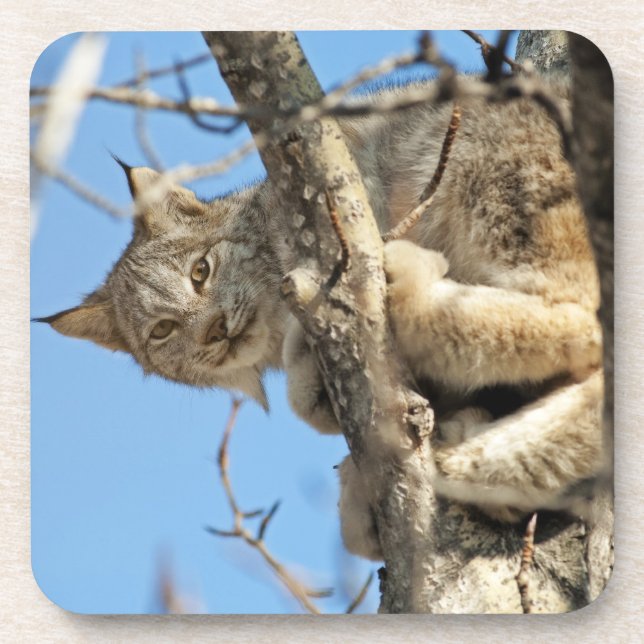 Mischievous Lynx Drink Coaster (Front)